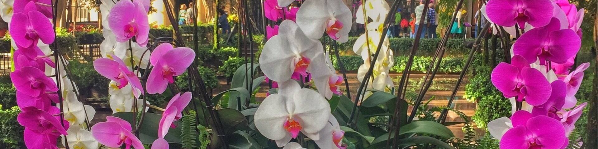 A garden with white and pink orchids, green foliage, and a structure in the background.