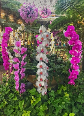 Orchids everywhere at Longwood Gardens.  #longwoodgardens