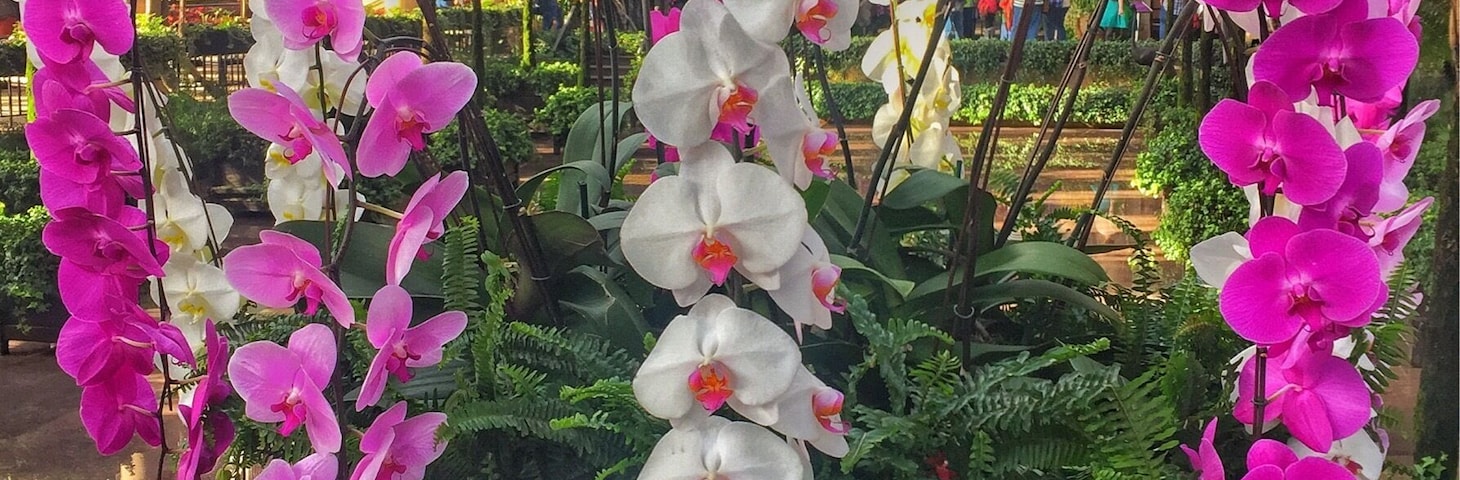 Orchids everywhere at Longwood Gardens.  #longwoodgardens
