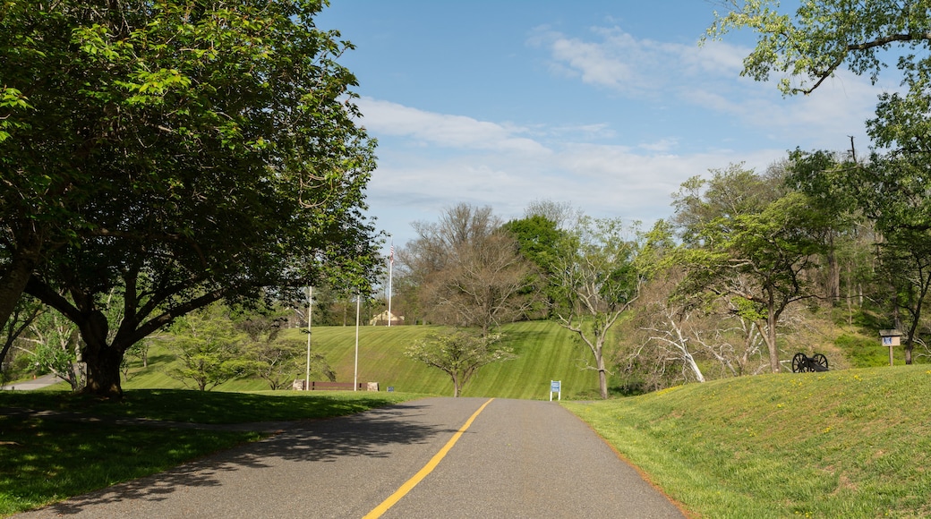 Una carretera asfaltada con línea central amarilla, rodeada de vegetación exuberante y árboles.