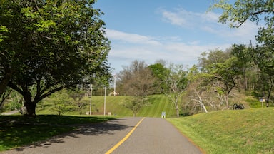 A paved road with a yellow centerline, surrounded by lush greenery and trees.