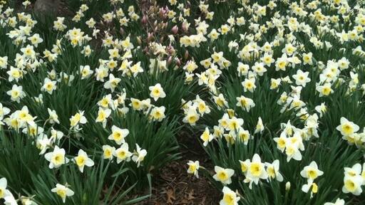 Daffodils near the May 4 Memorial honoring the fallen Vietnam vets