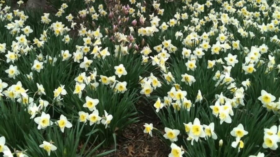 Daffodils near the May 4 Memorial honoring the fallen Vietnam vets