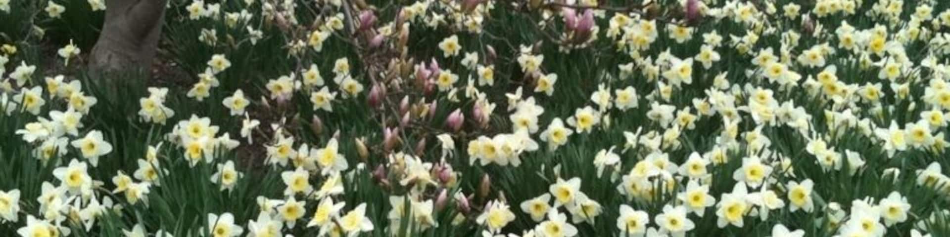 Daffodils near the May 4 Memorial honoring the fallen Vietnam vets
