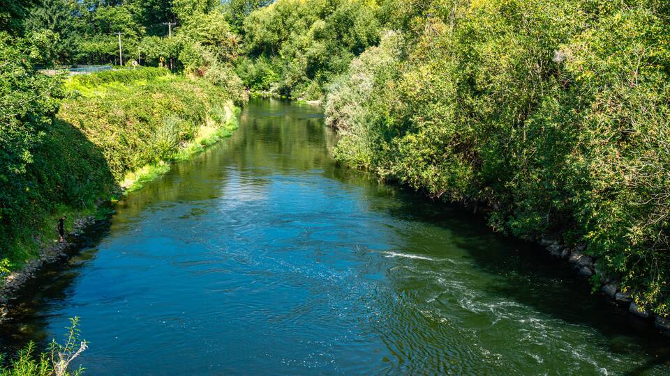 A river flowing through a densely wooded area with a clear blue sky above.