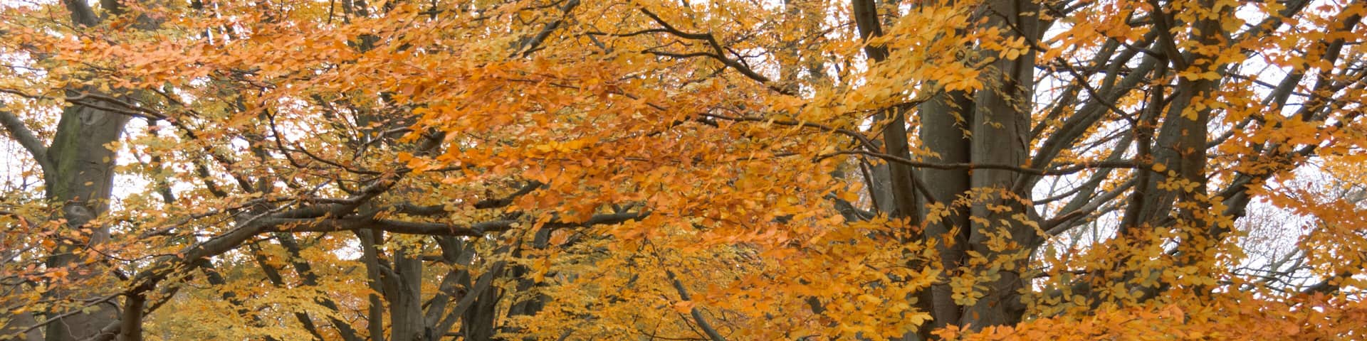 Autumn Scenery in Kent