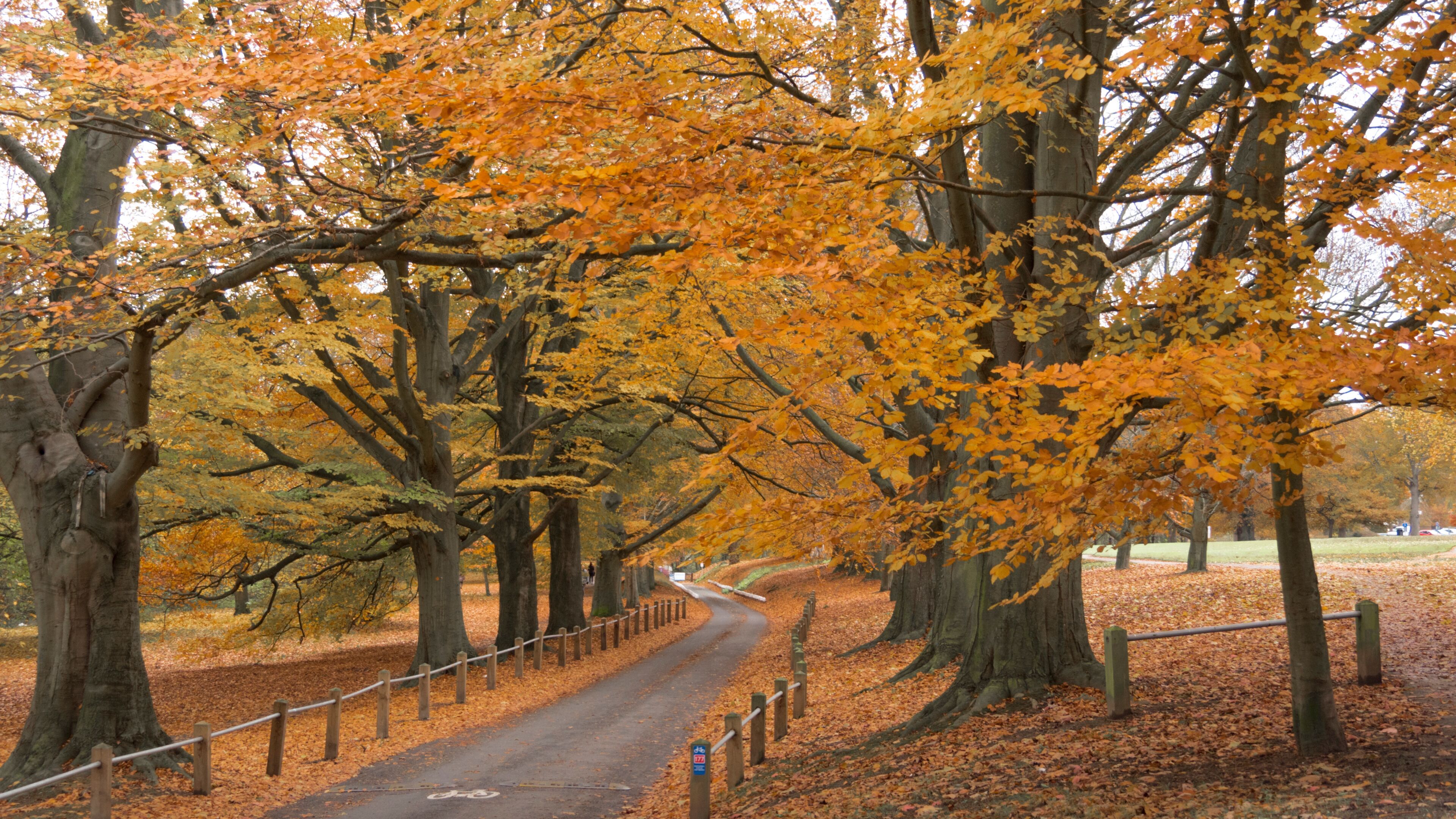 A tree-lined path with autumn foliage.
