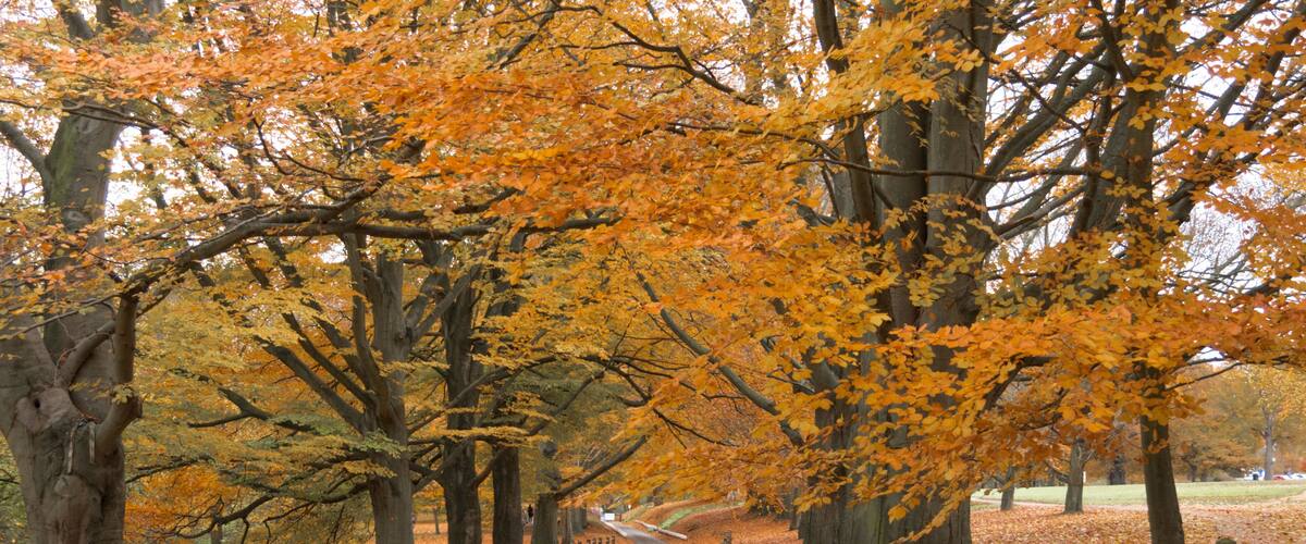 A tree-lined path with autumn foliage.