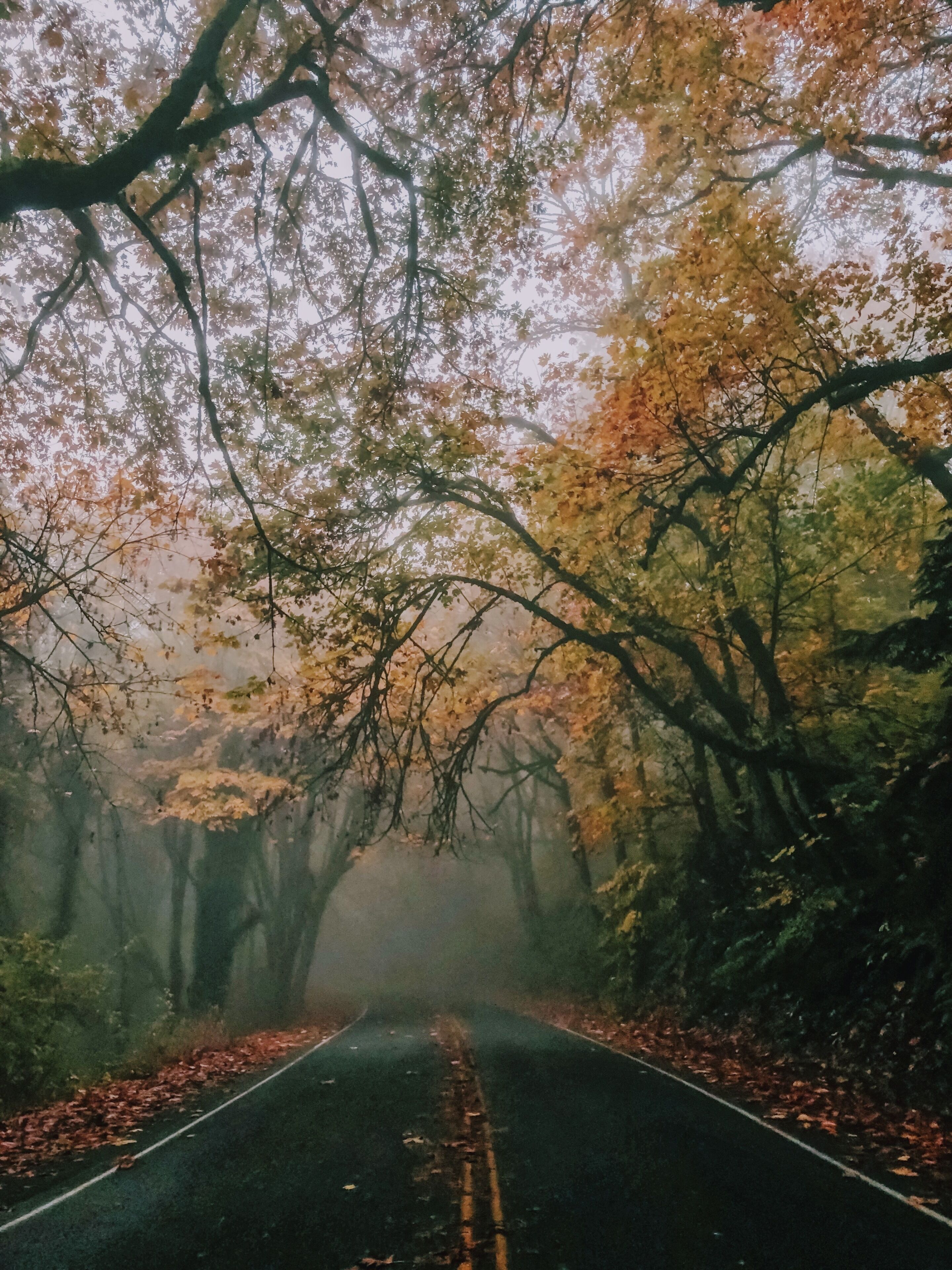 Lake Fenwick Road is beautiful throughout every season and leads to my favorite neighbourhood park. This road looks especially stunning on misty & foggy mornings. #OnTheRoad