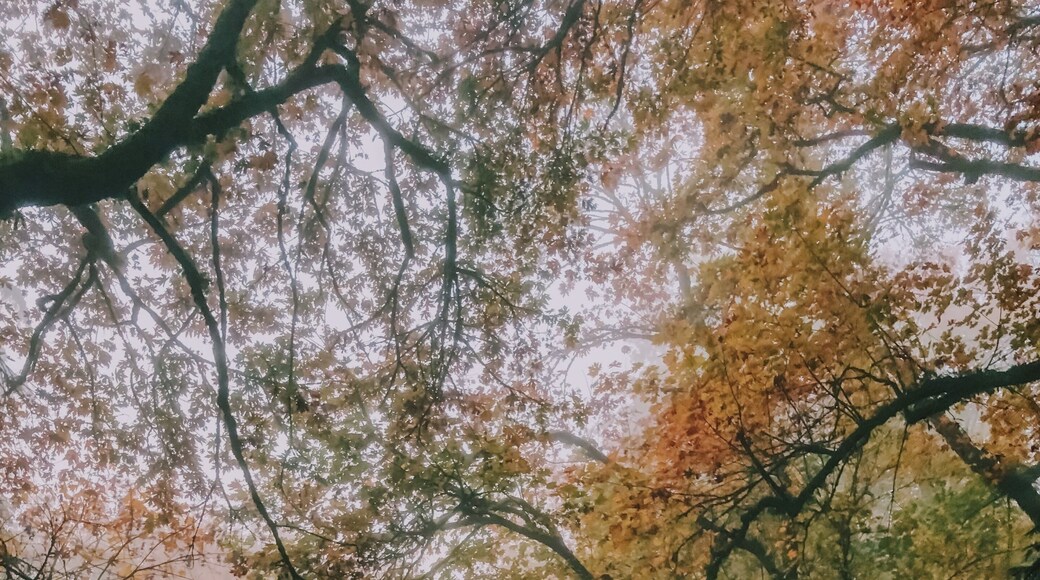 Lake Fenwick Road is beautiful throughout every season and leads to my favorite neighbourhood park. This road looks especially stunning on misty & foggy mornings. #OnTheRoad