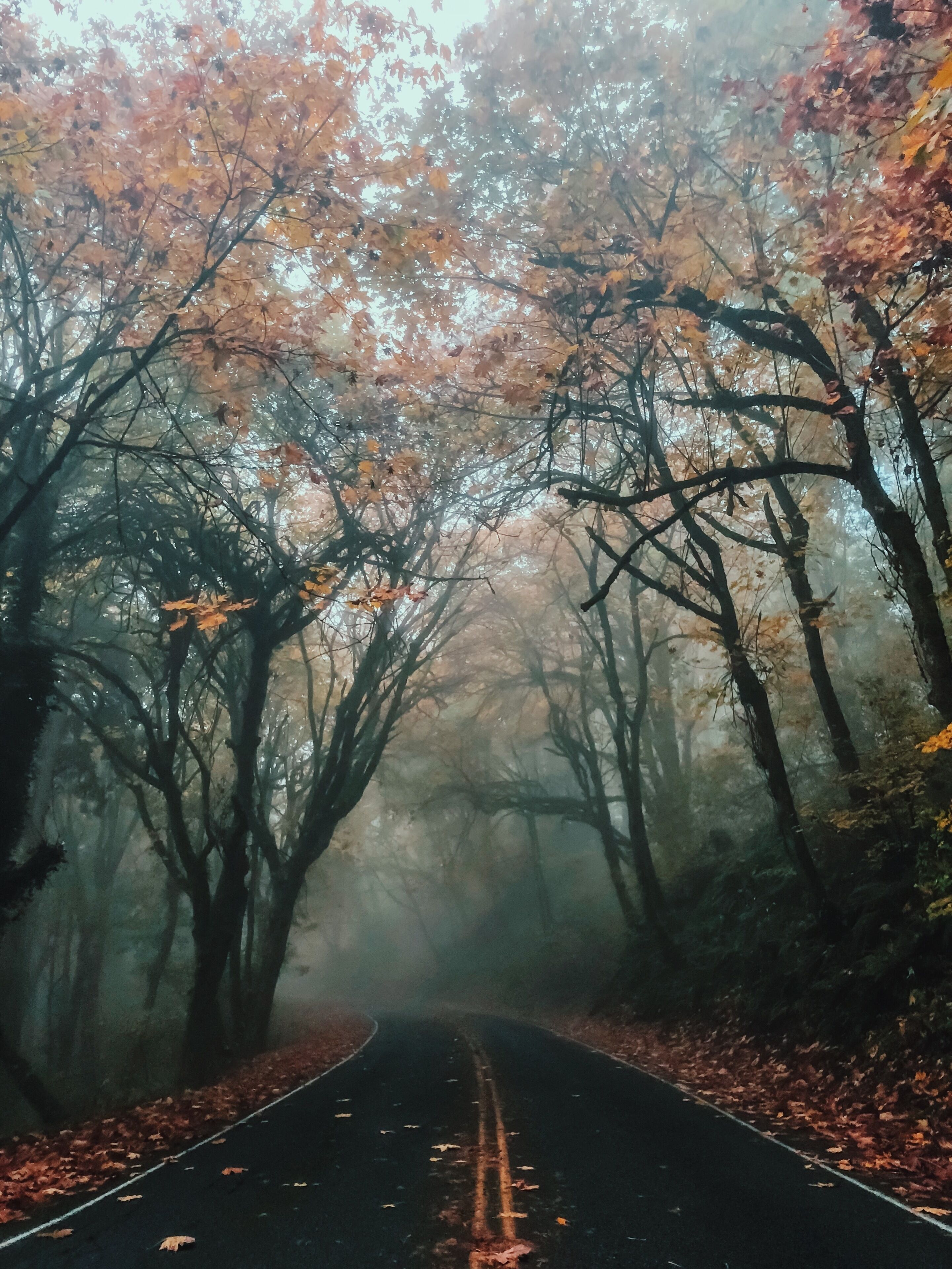 This is the road that leads to Lake Fenwick Park and is absolutely magical any time of the year.