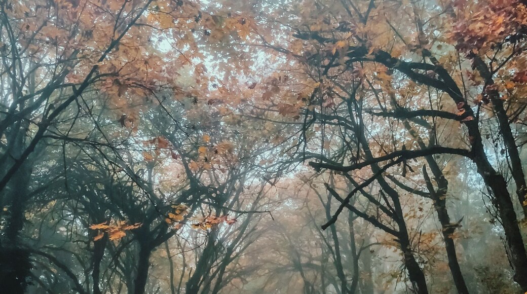 This is the road that leads to Lake Fenwick Park and is absolutely magical any time of the year.