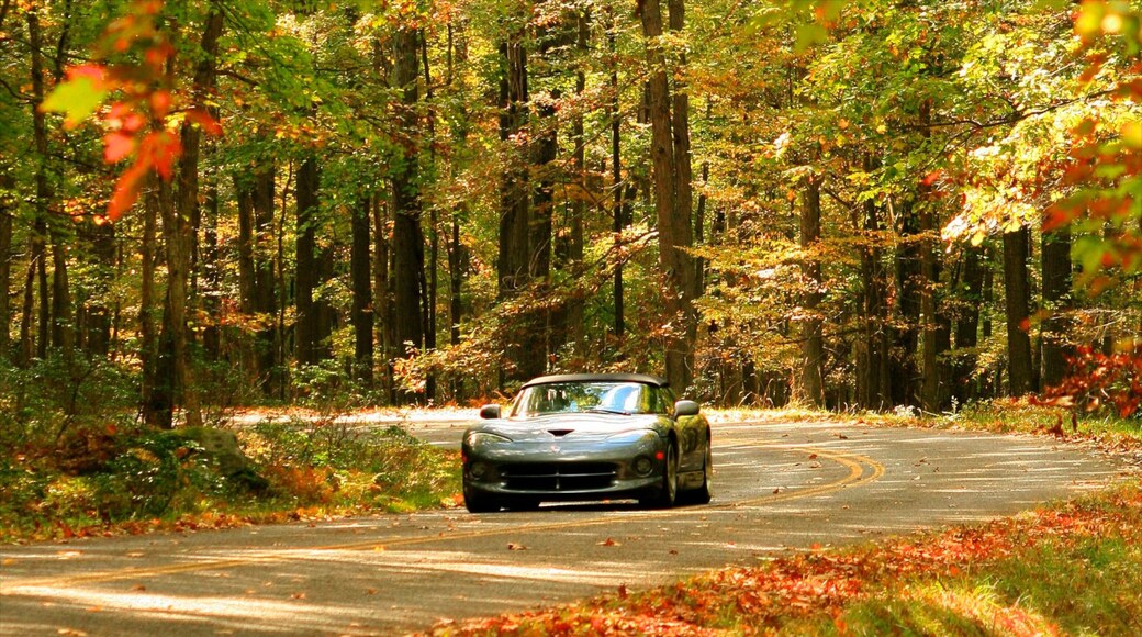 Bradford featuring forests and fall colors