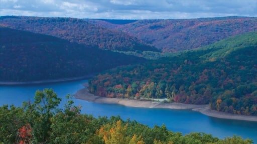 แบรดฟอร์ด เนื้อเรื่องที่ วิวทิวทัศน์ และ ป่า