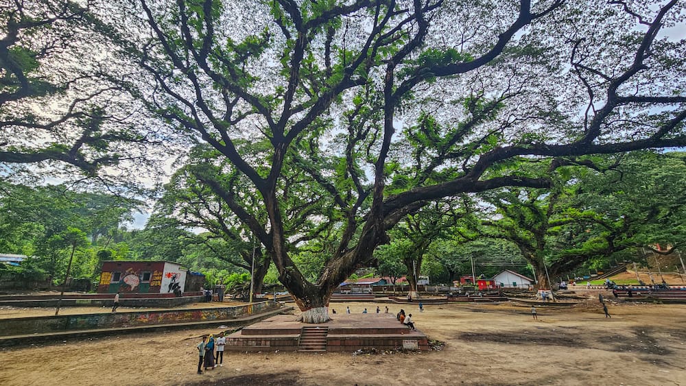 Exploring giant banyan trees in Chittagong with visitors enjoying nature and outdoor activities