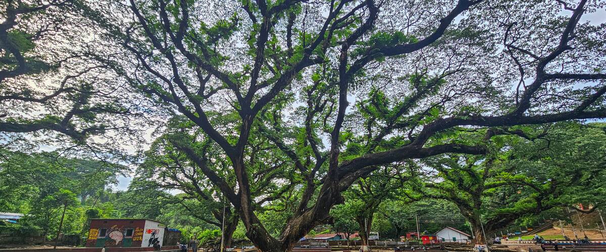 Exploring giant banyan trees in Chittagong with visitors enjoying nature and outdoor activities