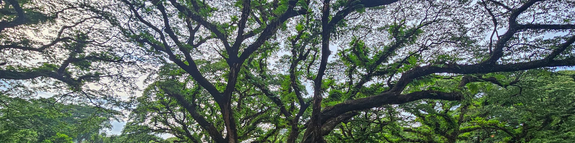 Exploring giant banyan trees in Chittagong with visitors enjoying nature and outdoor activities