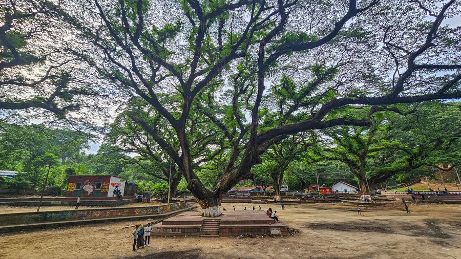 Exploring giant banyan trees in Chittagong with visitors enjoying nature and outdoor activities