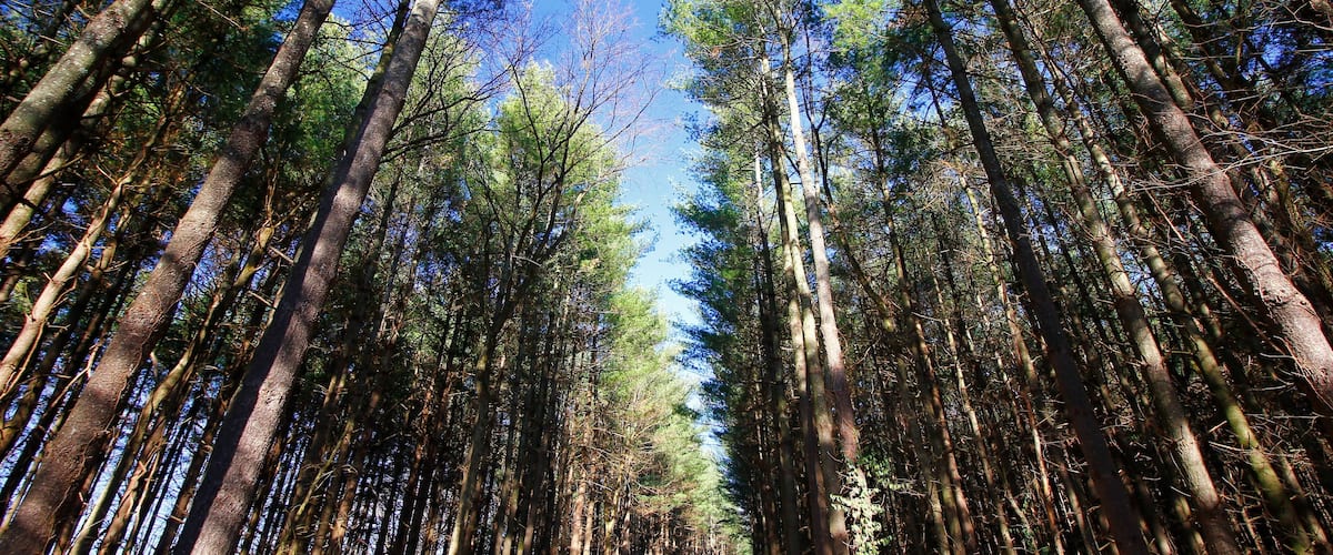 A dense forest with tall trees and a clear blue sky.
