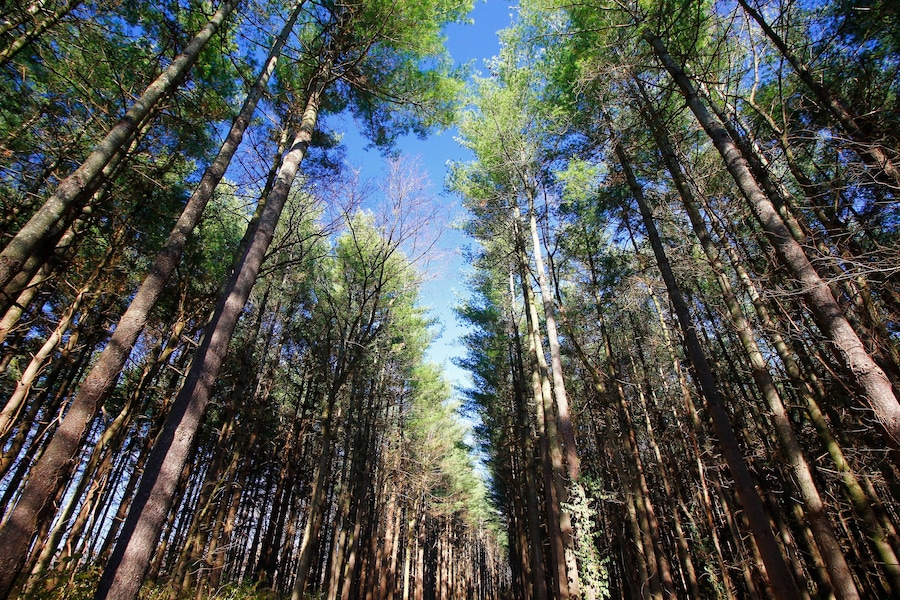 A dense forest with tall trees and a clear blue sky.