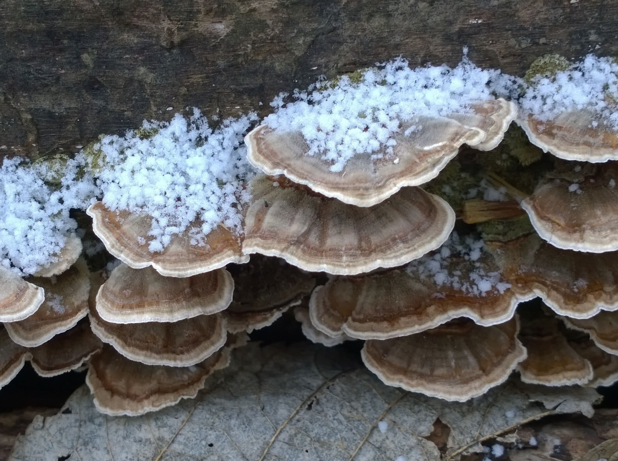 A light dusting of snow on a collection of bracket fungi while hiking through Scioto Grove Metro Park.

#WinterWonders
