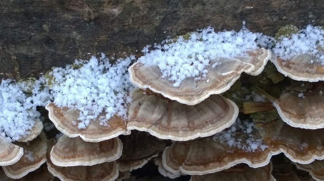 A light dusting of snow on a collection of bracket fungi while hiking through Scioto Grove Metro Park.
#WinterWonders
