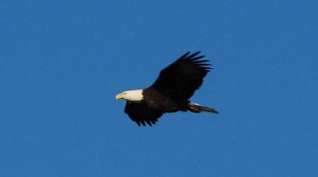 Soaring above beautiful Lake Guntersville~