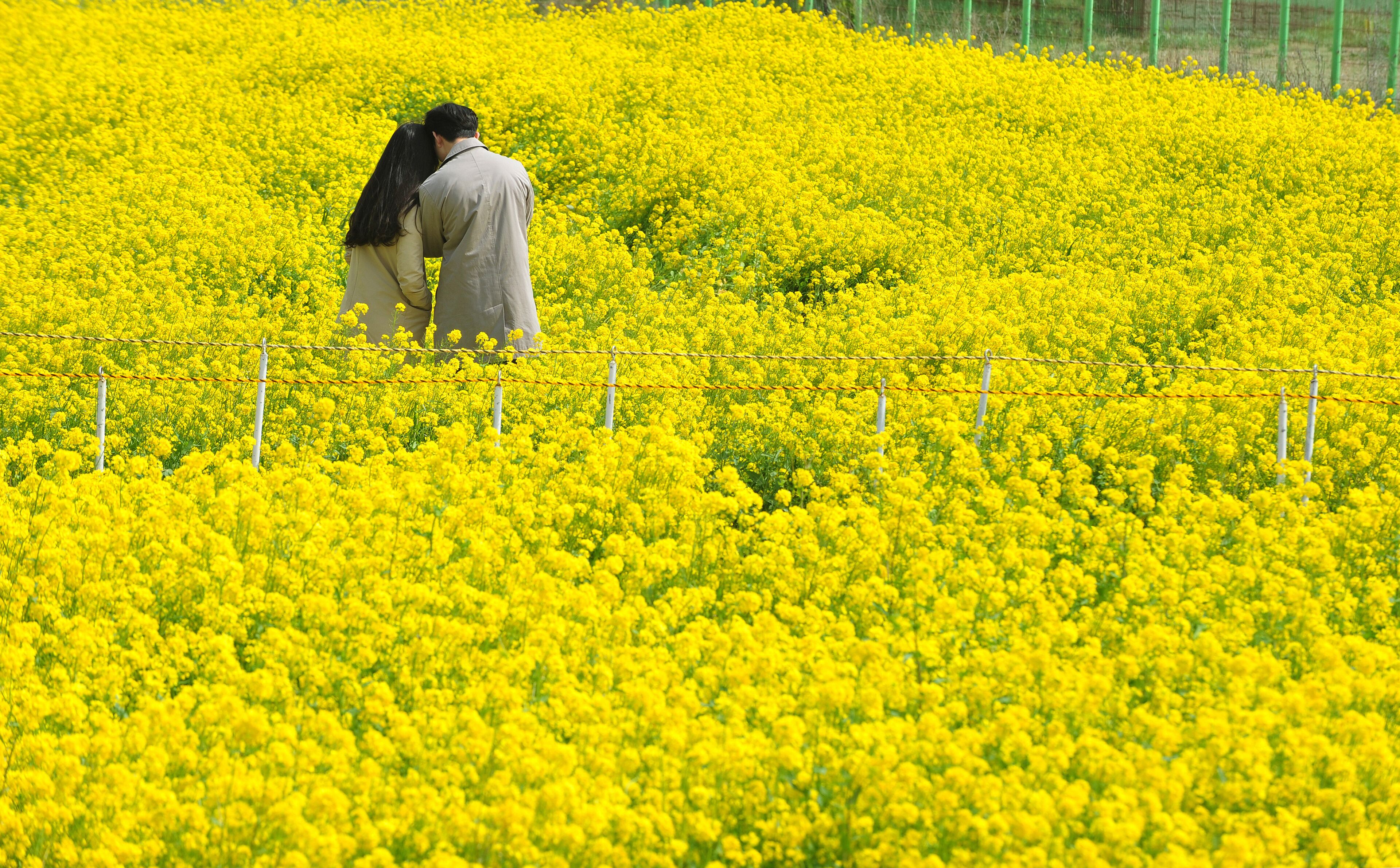 Korean couple in a rape flower garden.