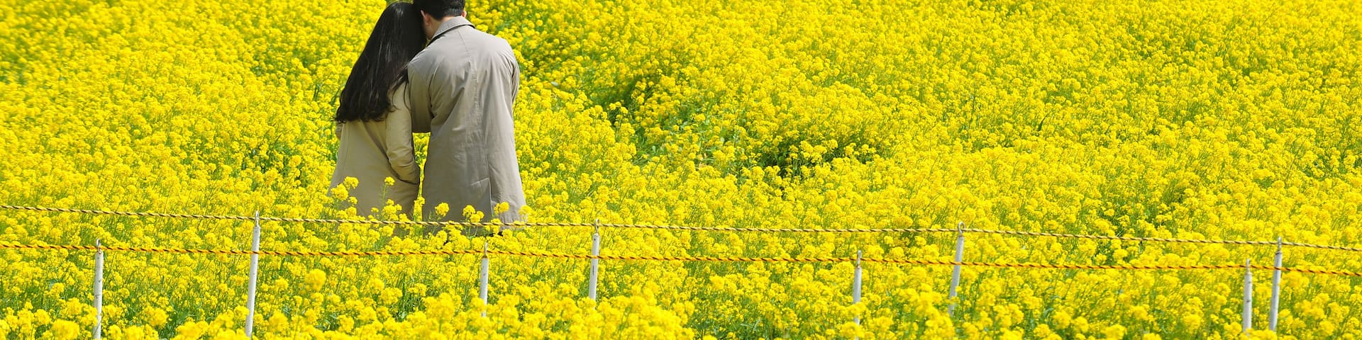 A field of yellow flowers with a couple standing in the middle.