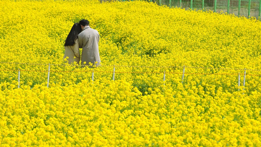 Korean couple in a rape flower garden.