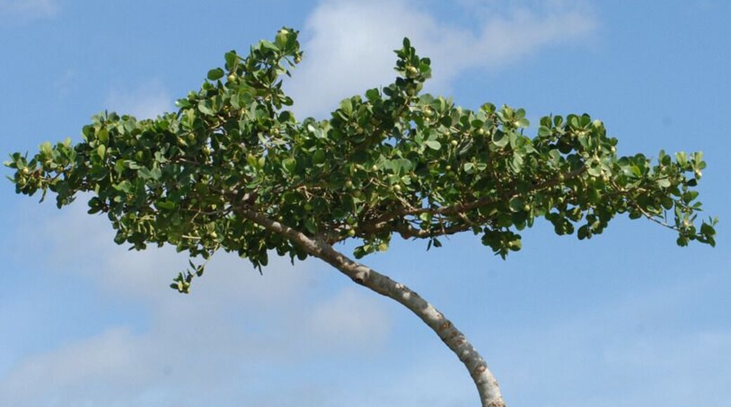 Still identifying this guy located at Ko Olina, my favorite golf course on the island.
#treetrove