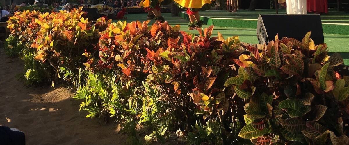 Or first Luau didn't disappoint!
