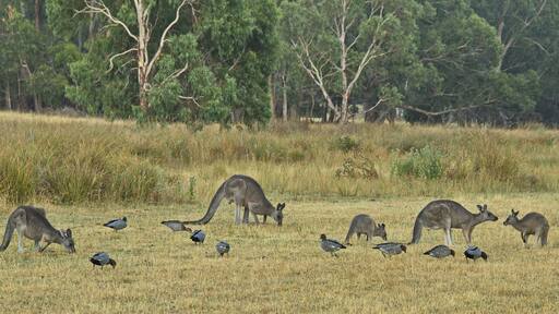 Kangaroos in Grampians National Park in Victoria, Australia