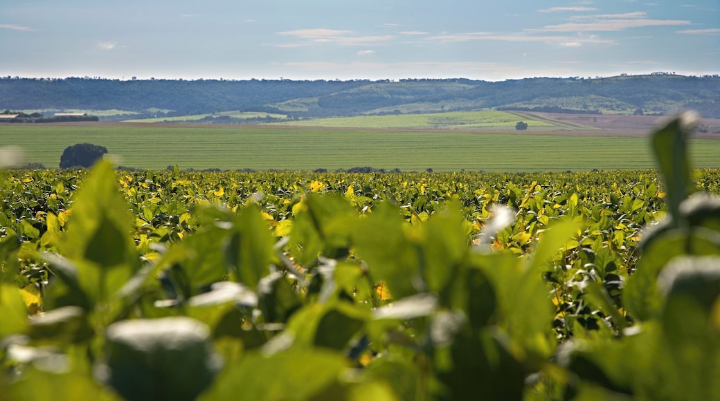Brazil, Campo Grande, soybean field