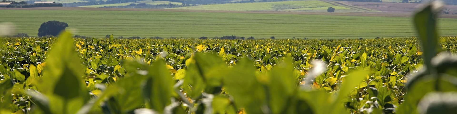 Brazil, Campo Grande, soybean field