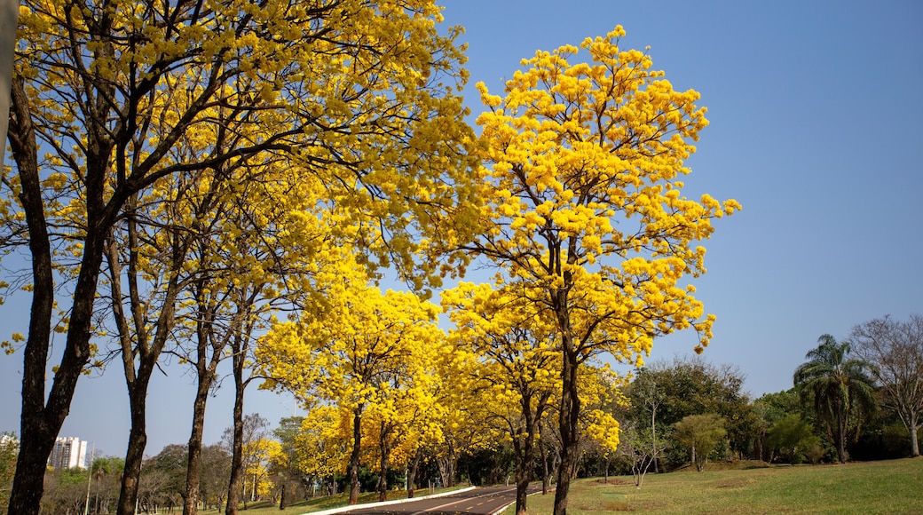 Ipês Amarelos na chegada da primavera em Campo Grande MS