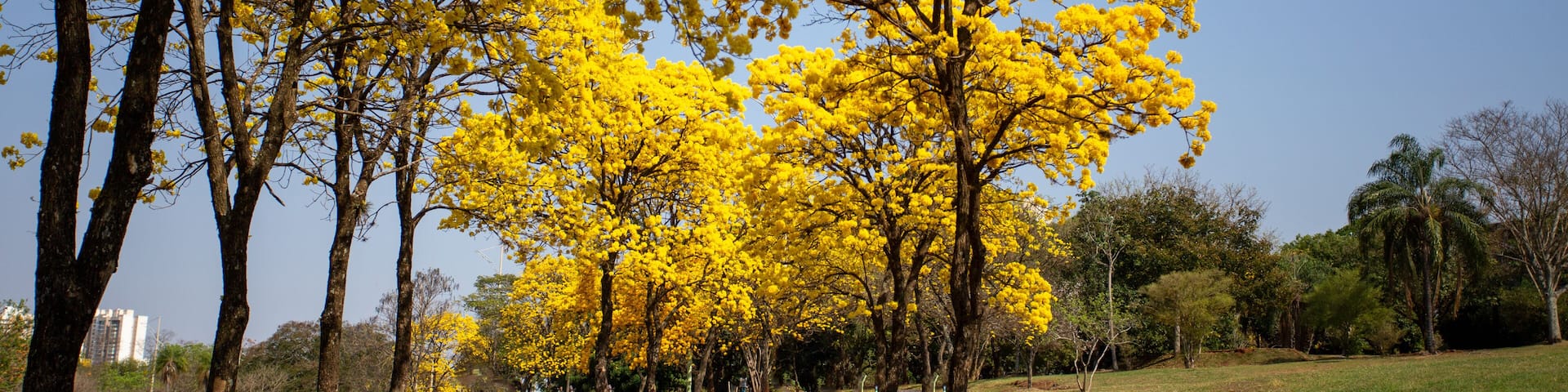 A curved road lined with yellow flowering trees under a clear blue sky.