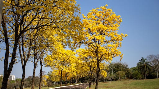 Ipês Amarelos na chegada da primavera em Campo Grande MS