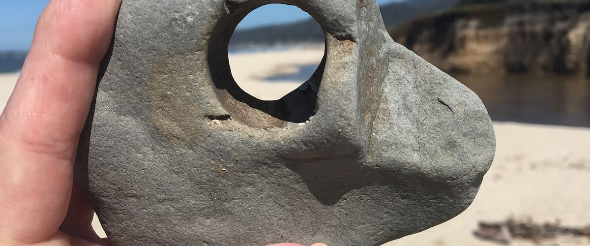 Beach find