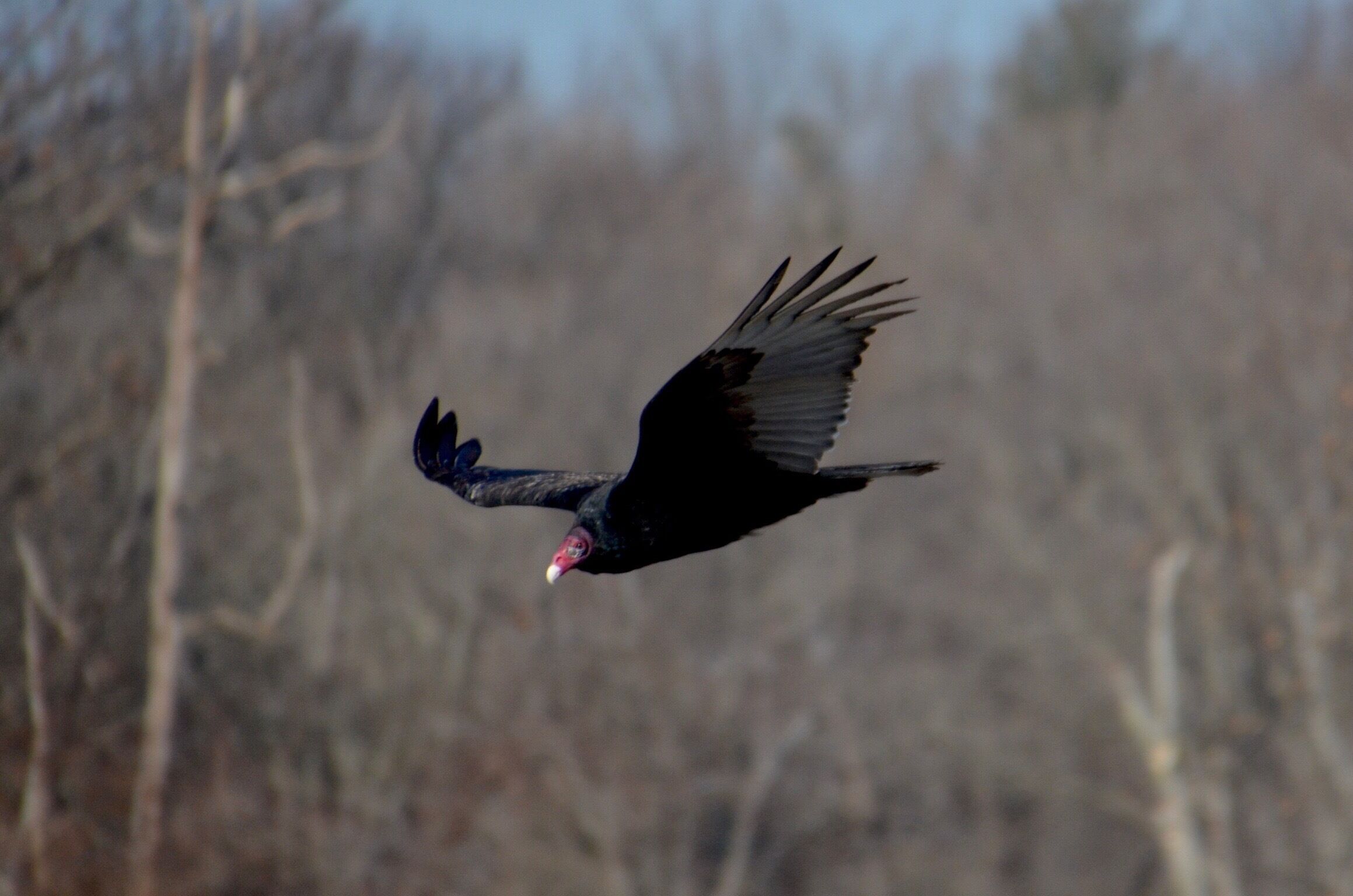 Vultures every where today.  Lots of thermals and beautiful in-flight pics. 