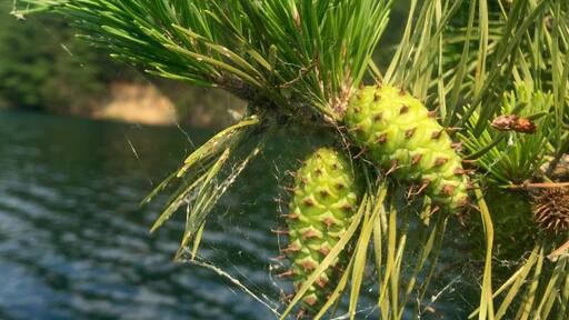 Pine cones in the making along the waterline.