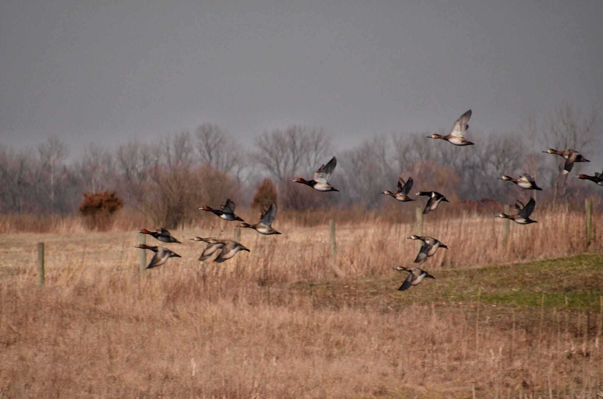 Just a small sampling of the varieties of ducks we saw out on the ponds in the FWA. 
