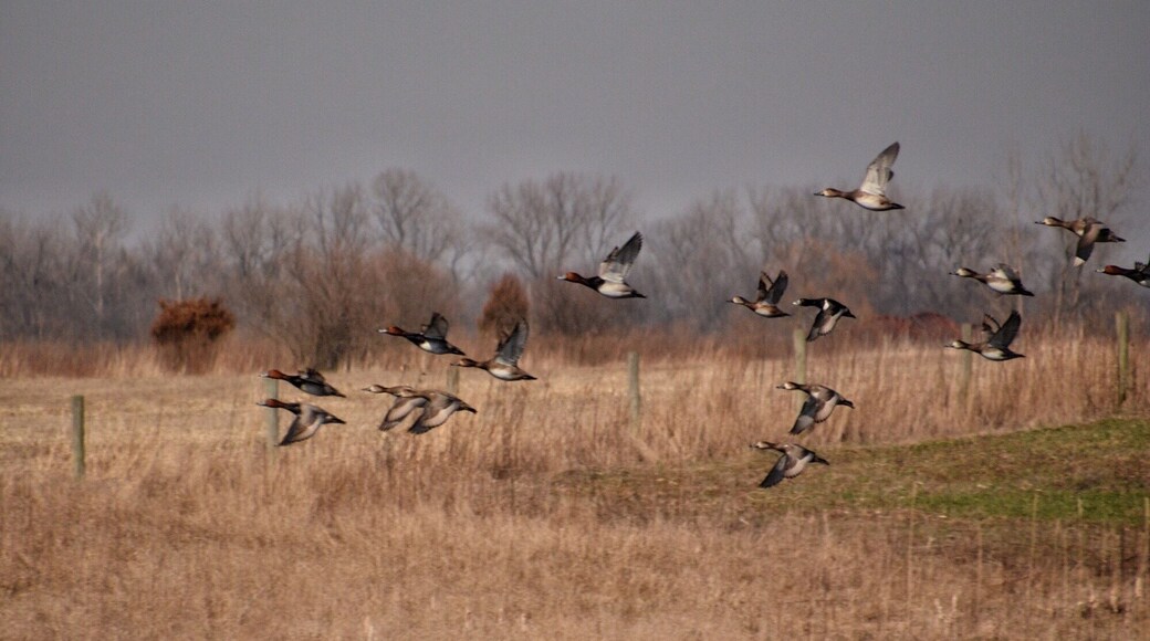 Just a small sampling of the varieties of ducks we saw out on the ponds in the FWA.