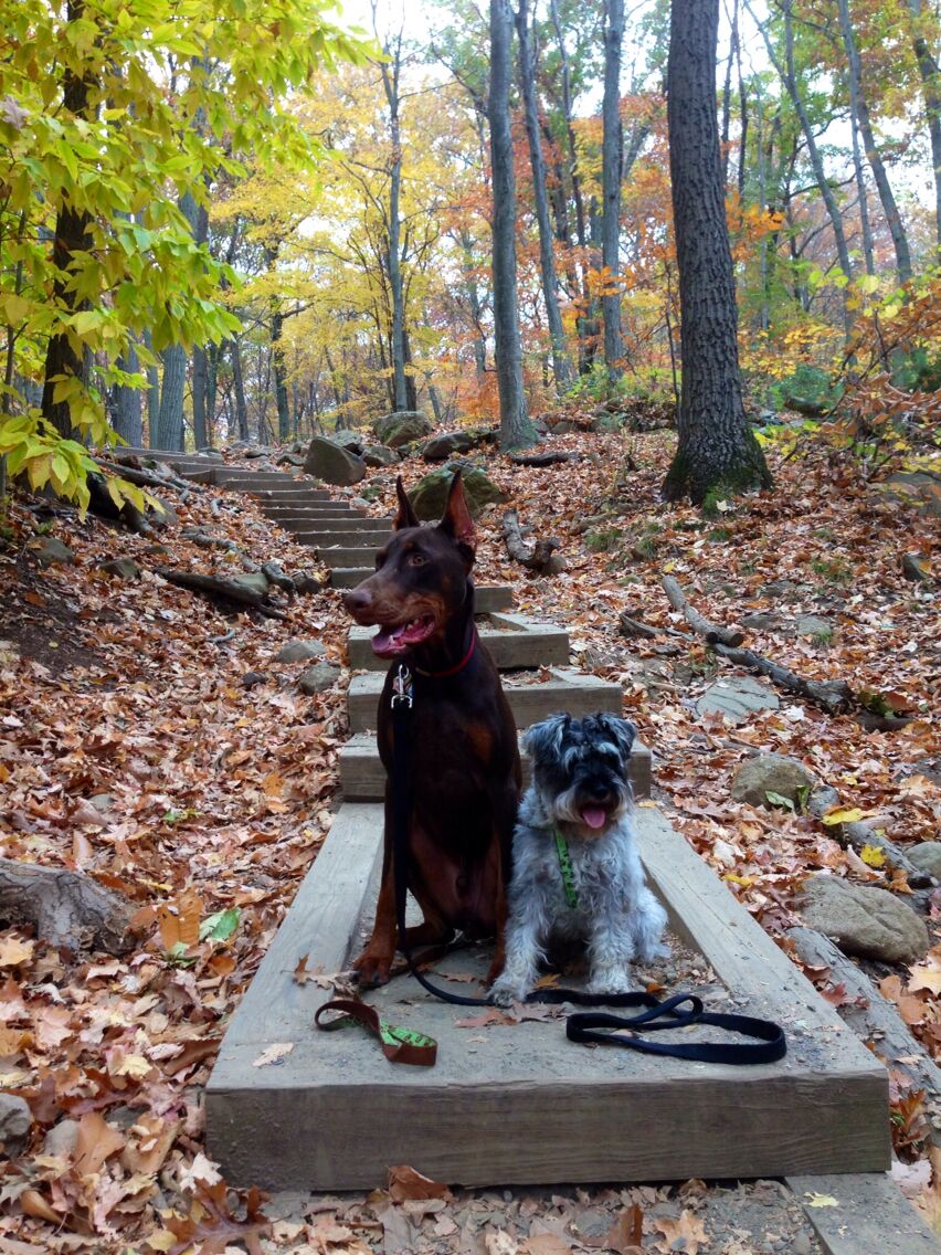 Very pretty walk to go on in the fall.