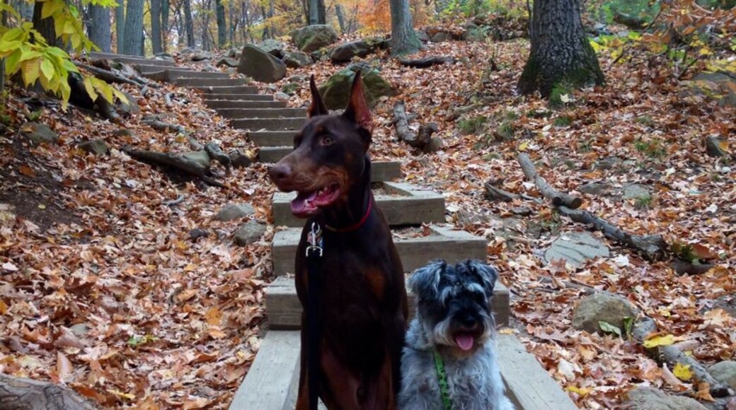 Very pretty walk to go on in the fall.