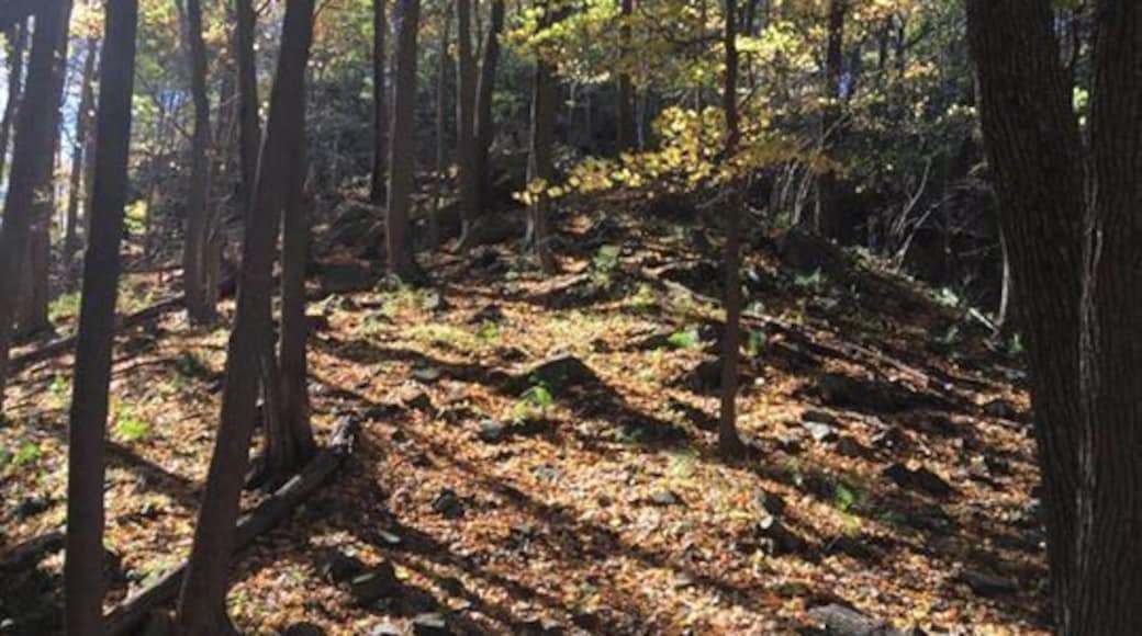 #TakeAHike
First experience with real hiking and fall leaves. Gorgeous!