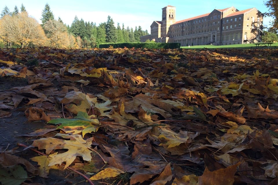 A field of fallen autumn leaves with a large building in the background.