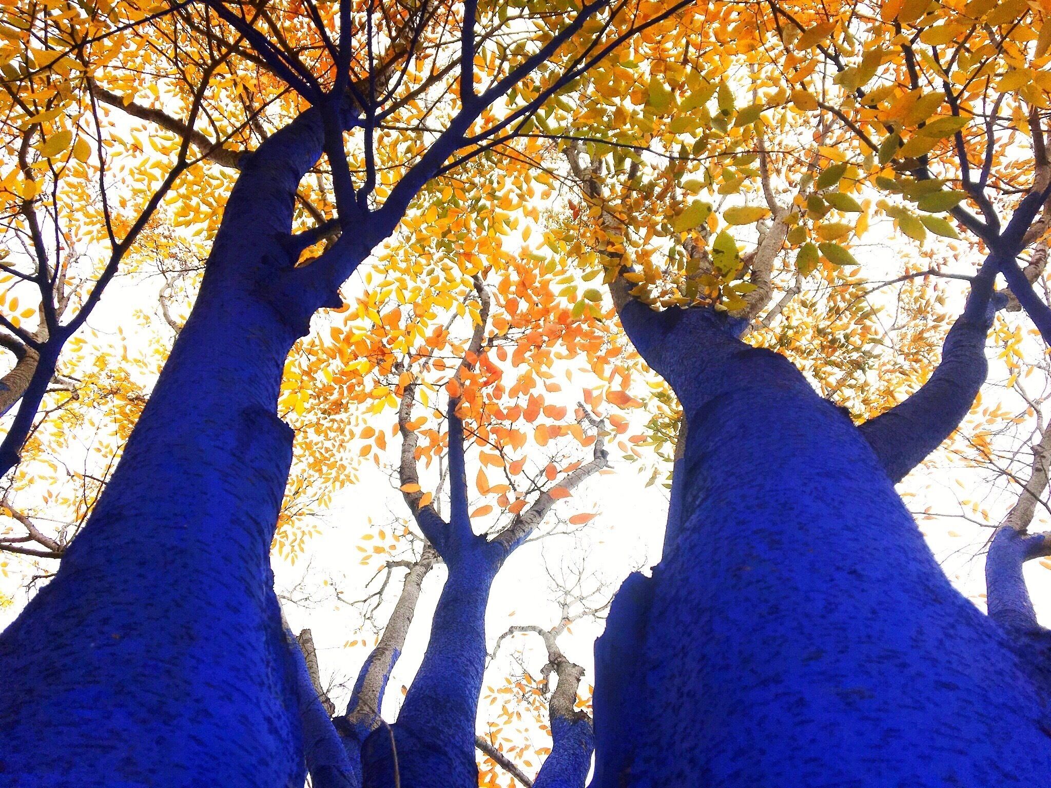 Blue trees at the Bessie.