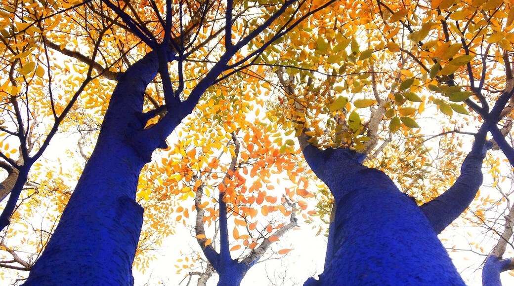 Blue trees at the Bessie.