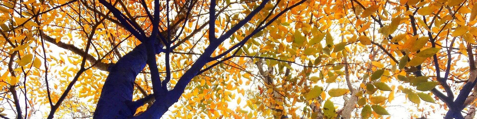 Blue trees at the Bessie.